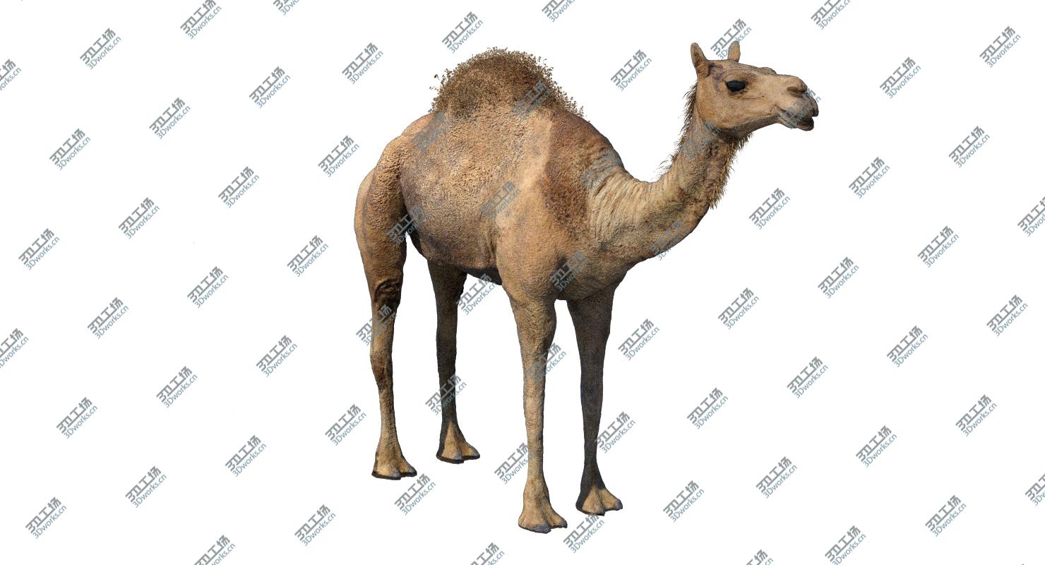 images/goods_img/2021040164/Camel (Rigged) (No fur) 3D model/2.jpg